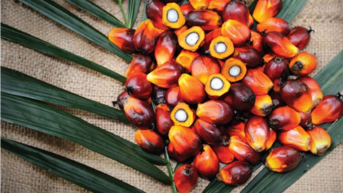 What’s Up With That Food? Red Palm Oil :: Food :: Features :: Paste